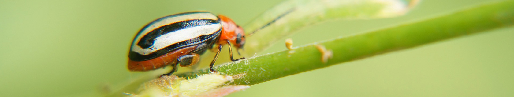 Hintergrundbild Käfer – Fachbereich Biologie
